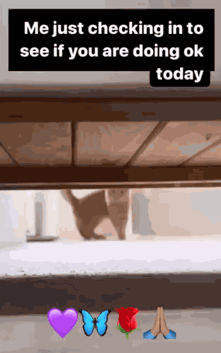 Cat Checking GIF