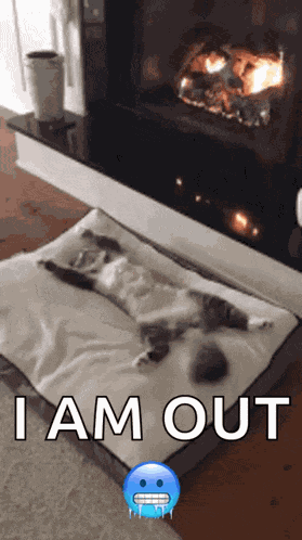 Cat Chilling GIF