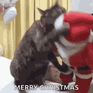 Cat Christmas GIF