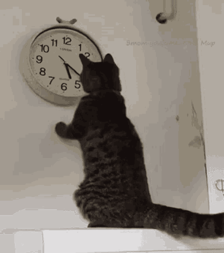 Cat Clock GIF