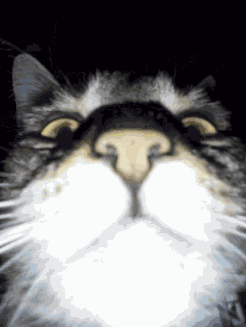 Cat Close To Camera Cat GIF