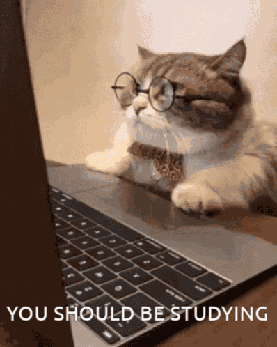 Cat Computer GIF