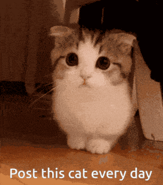 Cat Concern Kitten Concern GIF