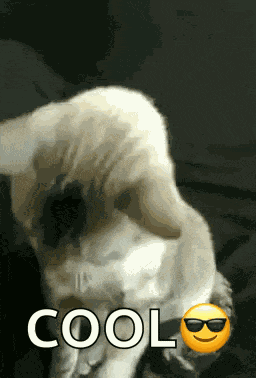Cat Cool GIF
