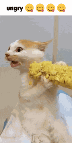 Cat Corn GIF