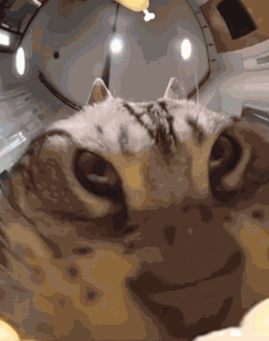Cat Corn GIF
