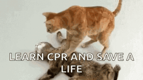 Cat Cpr GIF