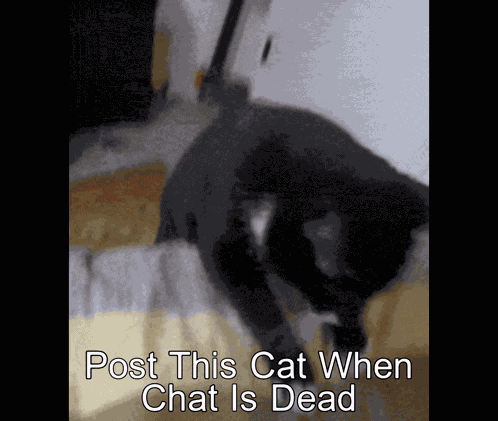 Cat Crazy GIF