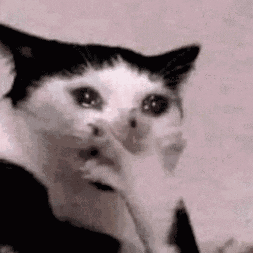 Cat Crying Cat Meme GIF