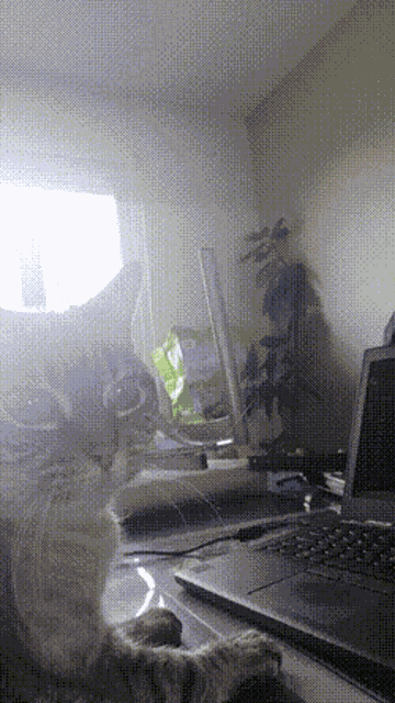 Cat Cute GIF