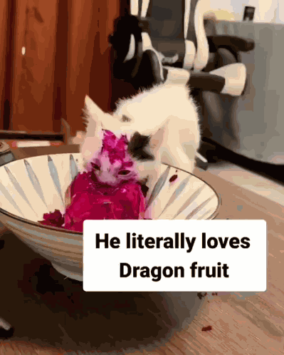 Cat Cute Cat GIF