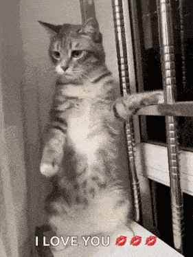 Cat Cute Cat GIF
