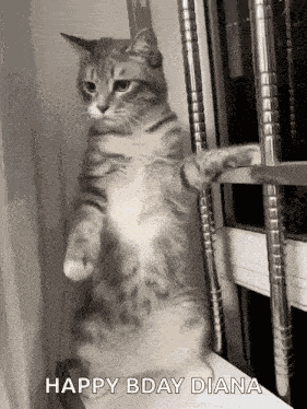 Cat Cute Cat GIF