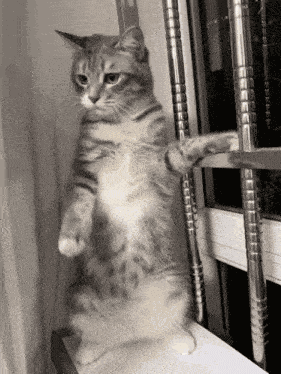 Cat Cute Cat GIF GIF
