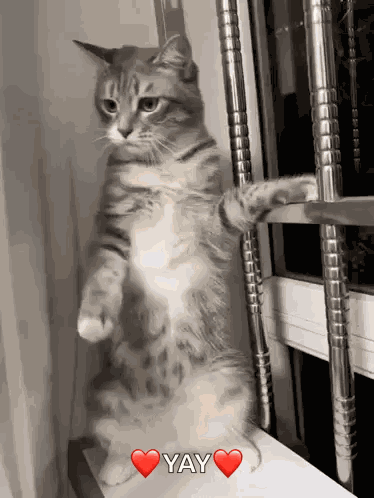 Cat Cute Cat GIF