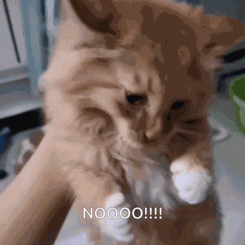 Cat Cute Cat GIF
