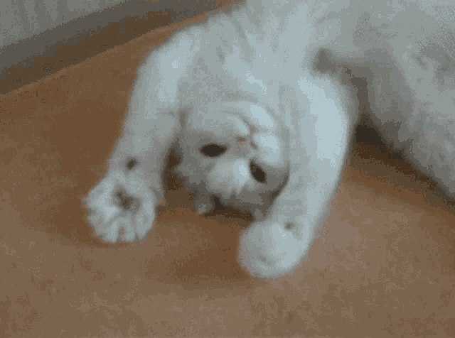Cat Cute GIF