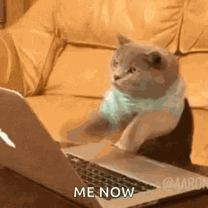 Cat Cute GIF