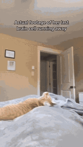 Cat Cute GIF