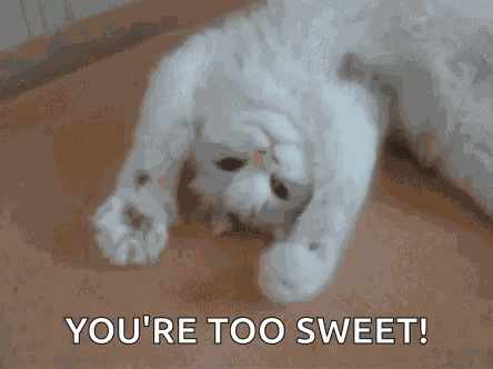 Cat Cute GIF