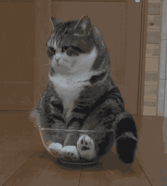 Cat Cute GIF