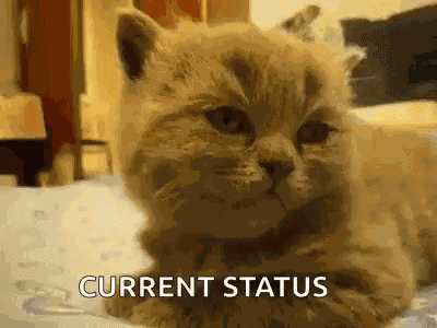 Cat Cute GIF