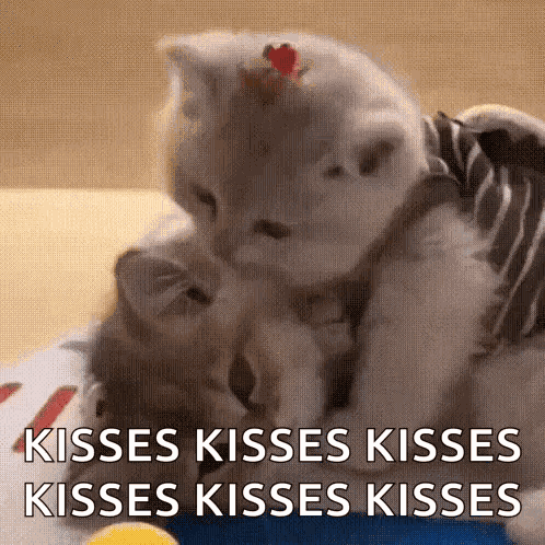 Cat Cute GIF
