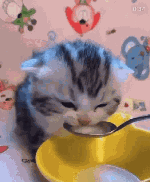 Cat Cute GIF