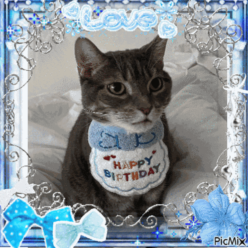 Cat Cute GIF