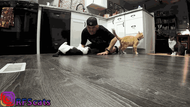 Cat Cute GIF