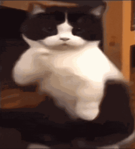 Cat Dance Ai Dance GIF