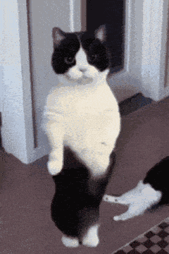 Cat Dance Arabic GIF
