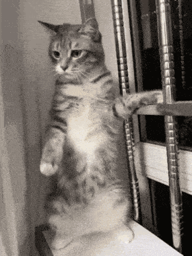 Cat Dance Clubbing GIF