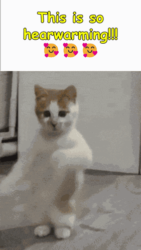 Cat Dance GIF