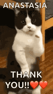 Cat Dance Dancing Cat GIF