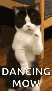 Cat Dance Dancing Cat GIF