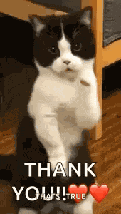Cat Dance Dancing Cat GIF