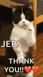Cat Dance Dancing Cat GIF