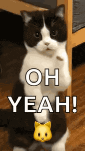 Cat Dance Dancing Cat GIF