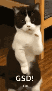 Cat Dance Dancing Cat GIF