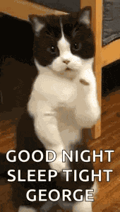 Cat Dance Dancing Cat GIF