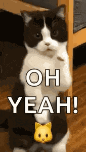 Cat Dance Dancing Cat GIF