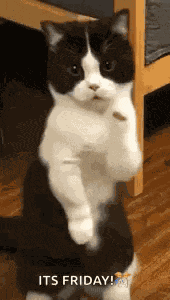 Cat Dance Dancing Cat GIF