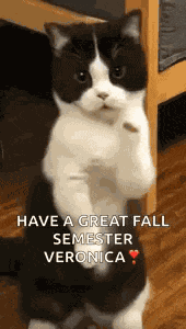Cat Dance Dancing Cat GIF