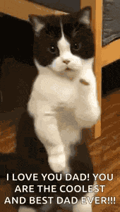 Cat Dance Dancing Cat GIF