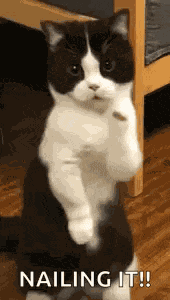 Cat Dance Dancing Cat GIF