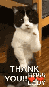 Cat Dance Dancing Cat GIF