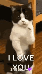Cat Dance Dancing Cat GIF