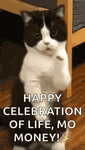 Cat Dance Dancing Cat GIF