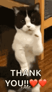 Cat Dance Dancing Cat GIF